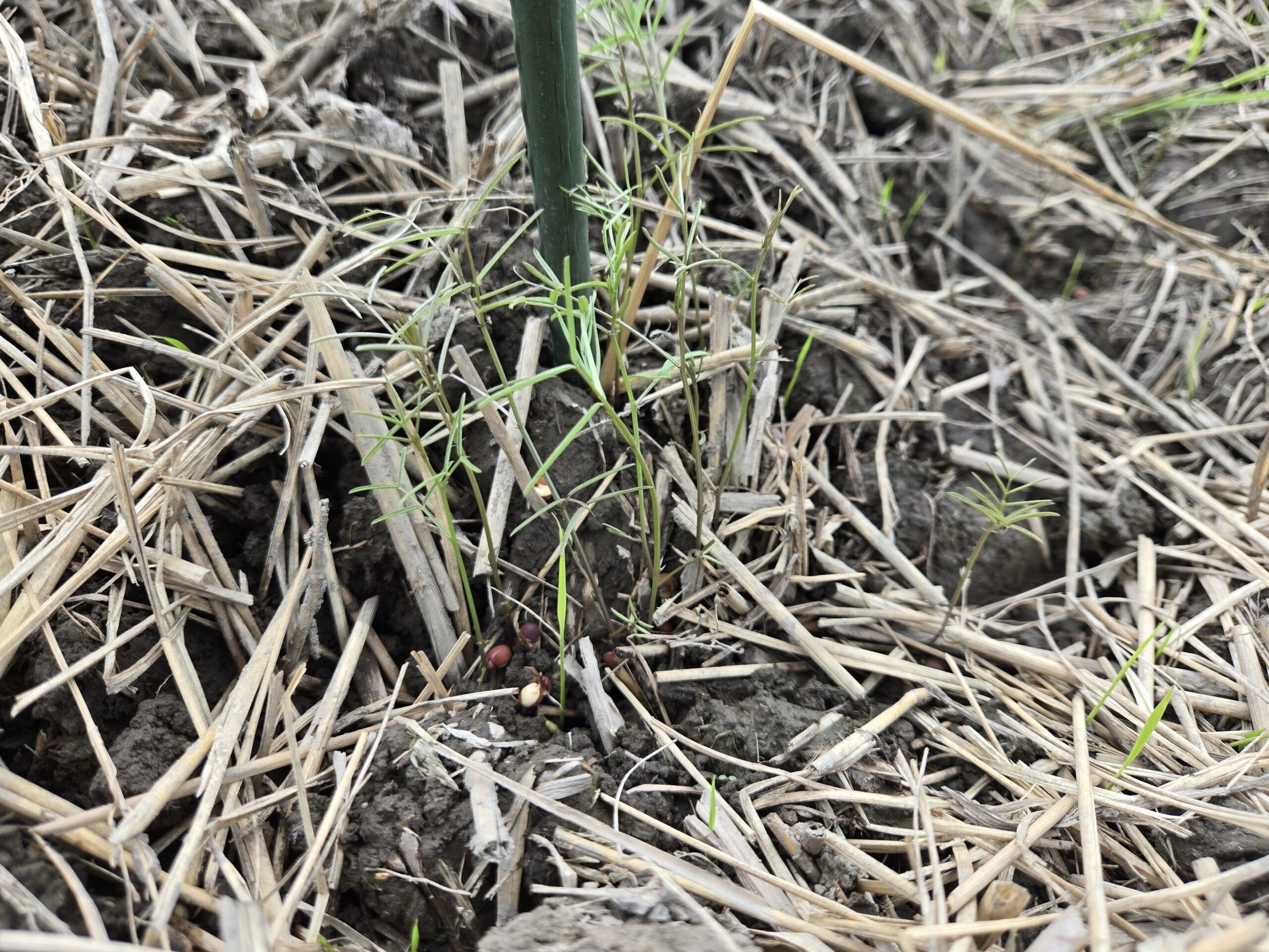 無農薬米づくりへの挑戦記②｜冬を前に発芽したヘアリーベッチの様子