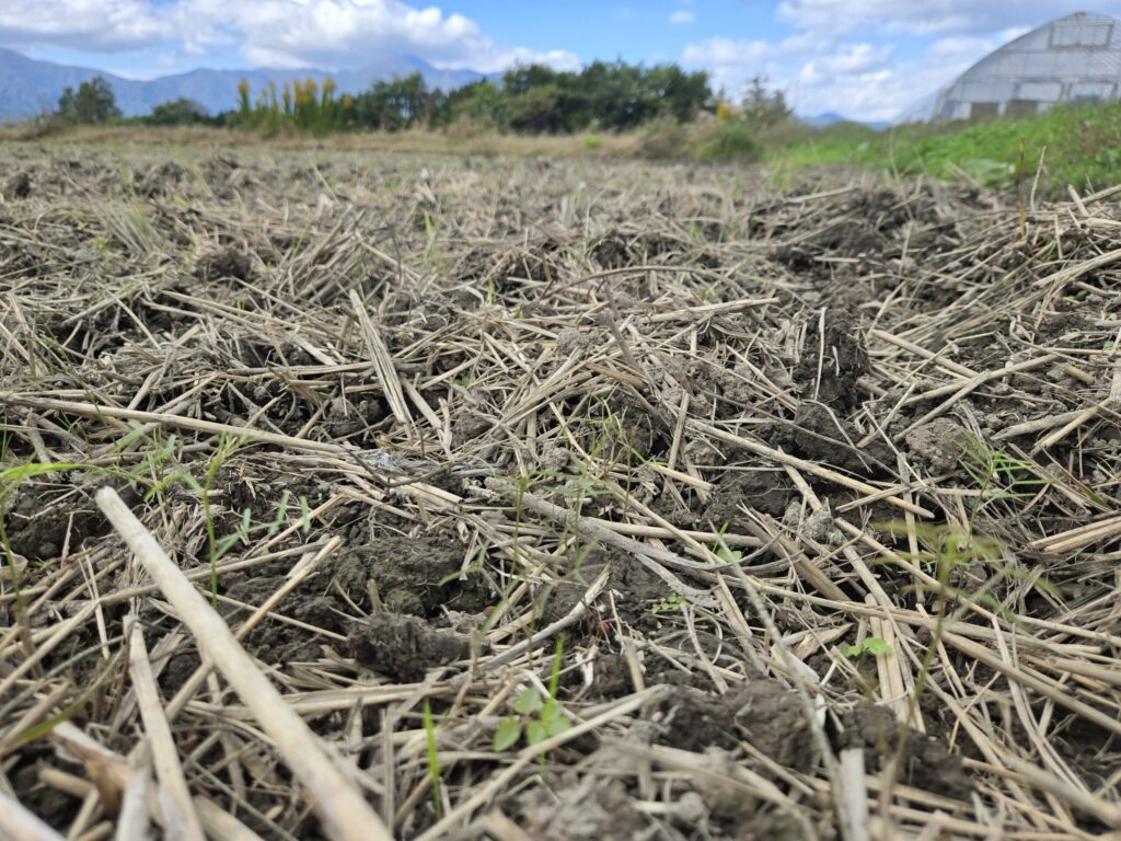 田んぼ一面に発芽して、5cm程度に成長したヘアリーベッチの苗