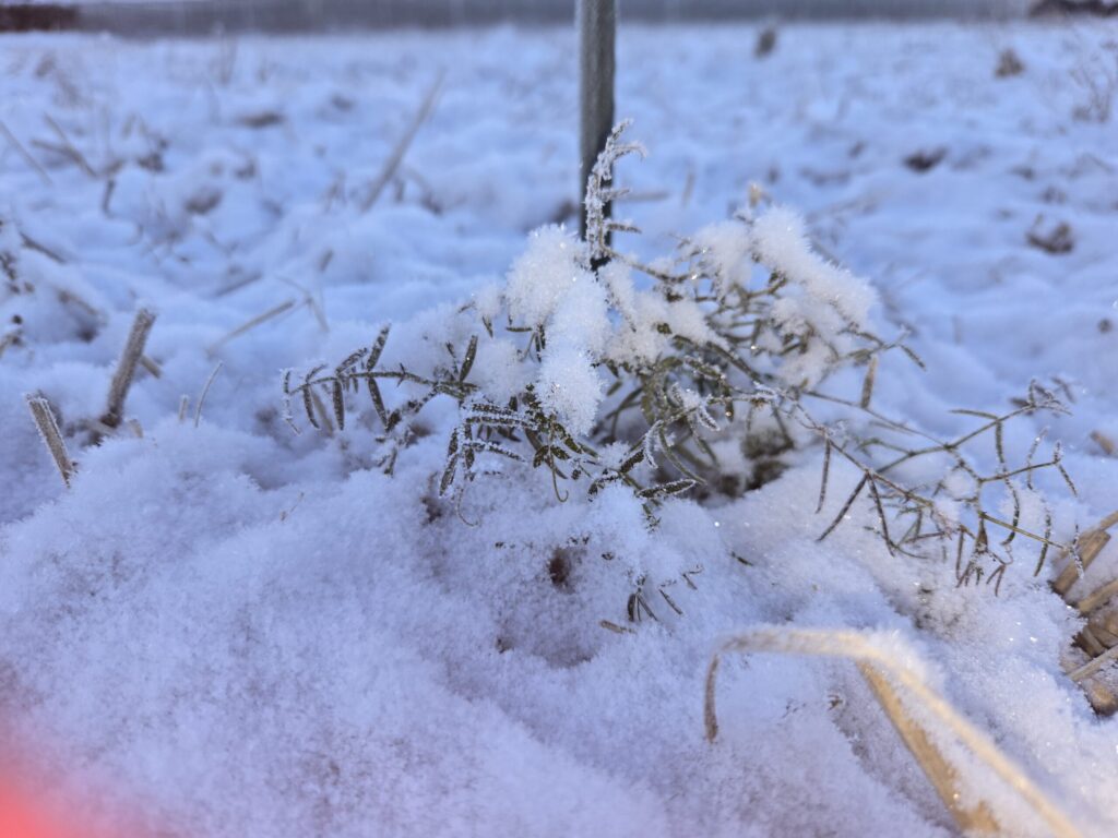 雪の中から顔を出している葉先に、真っ白な霜の花が咲いているヘアリーベッチ