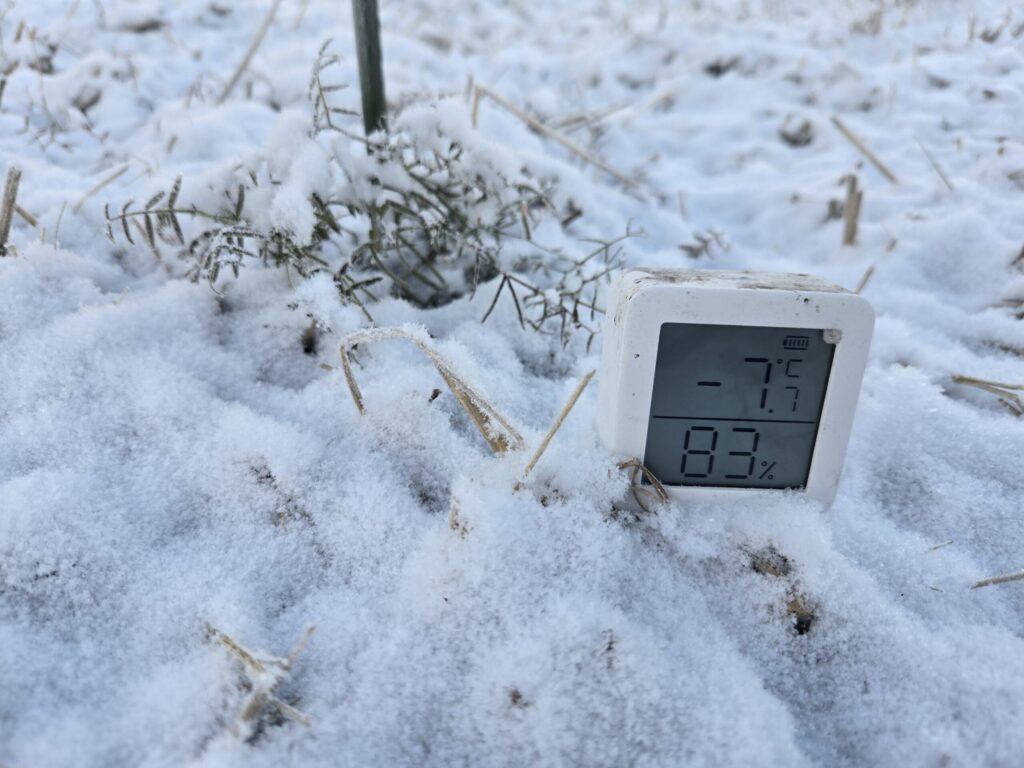 氷点下7.7℃の厳冬期に雪に埋もれながらもじっと耐えるヘアーリーベッチ