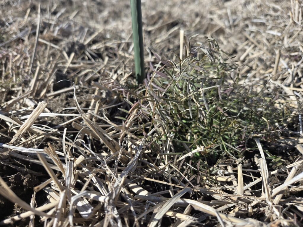 厳しい冬を生き抜く為、アントシアニンを出して、深紫色に変化したヘアーリベッチ