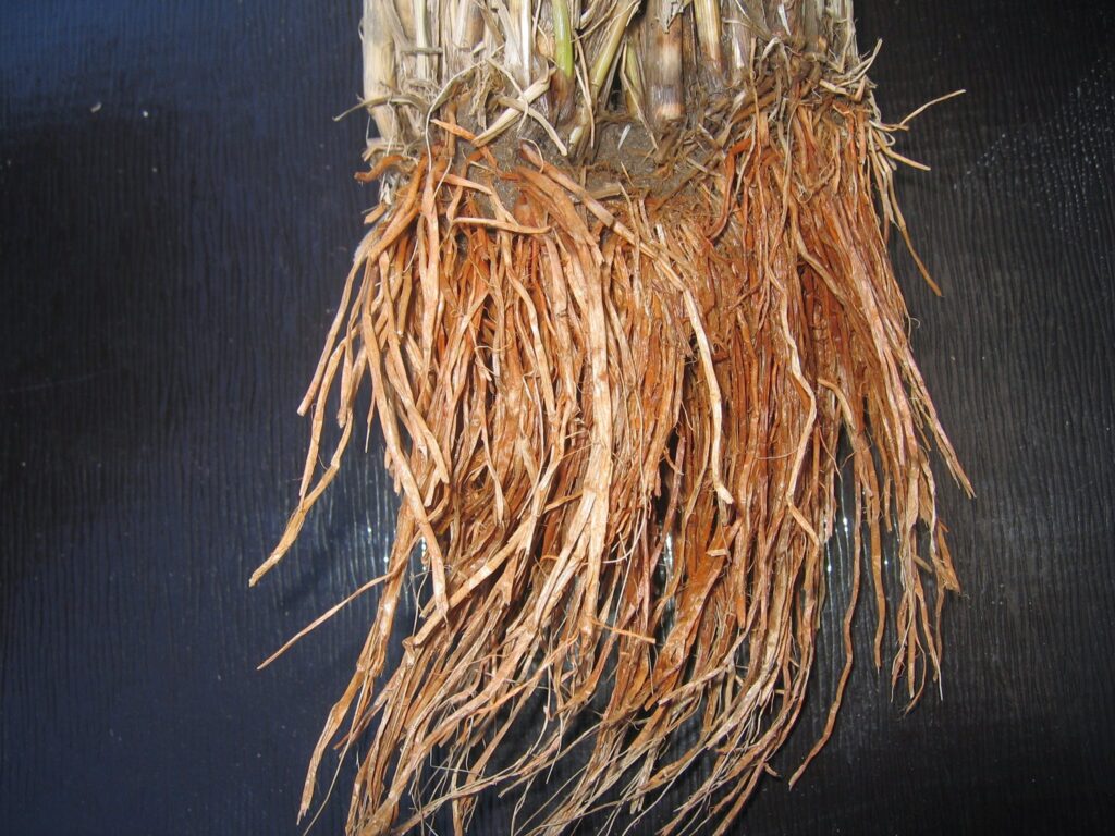 当家で、無農薬の稲でも、稲わらを土中に漉き込めば、根は茶色でした。