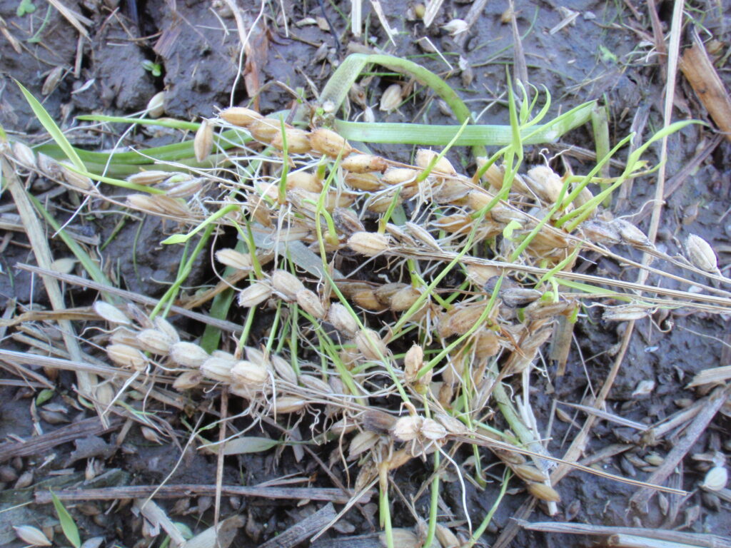 当農家の田んぼの湿った土の上で、芽吹いた稲の籾