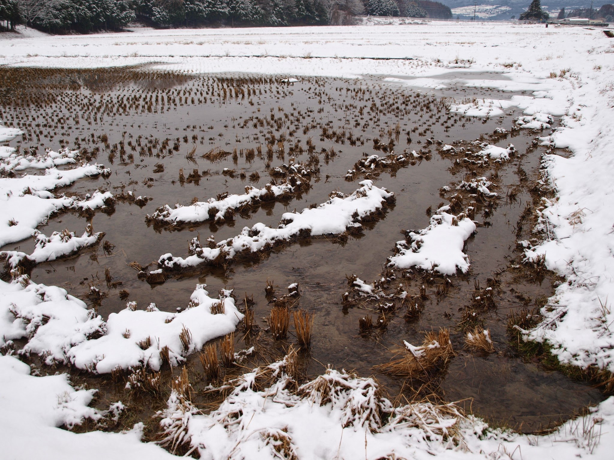 伊那の自然と歩む：米農家中西 栽培記録アーカイブ