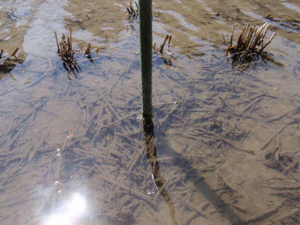 【定点観察】春には、トロトロ層で、稲わらが覆われている様子