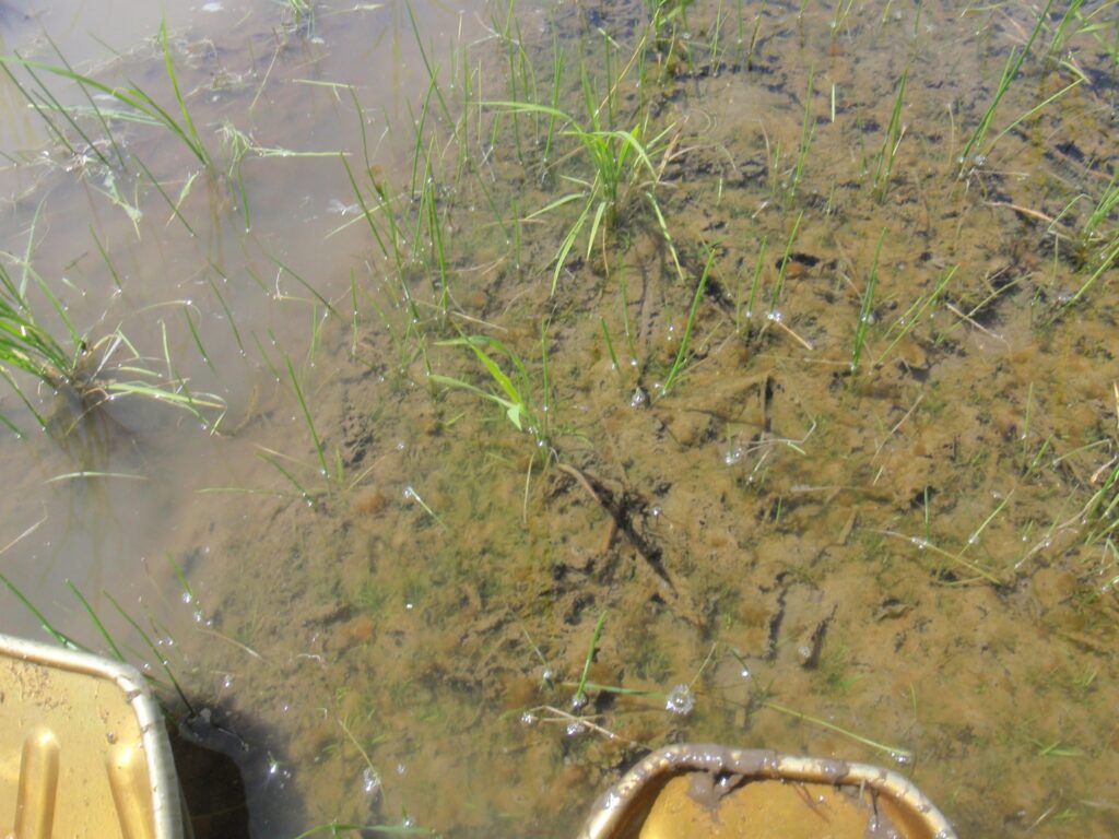 昨年のこぼれ種から発芽したか細いクログワイの様子