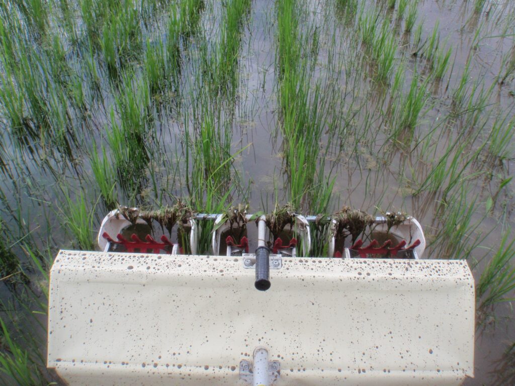 非常に多く芽吹き始めたクログワイを初期除草している様子