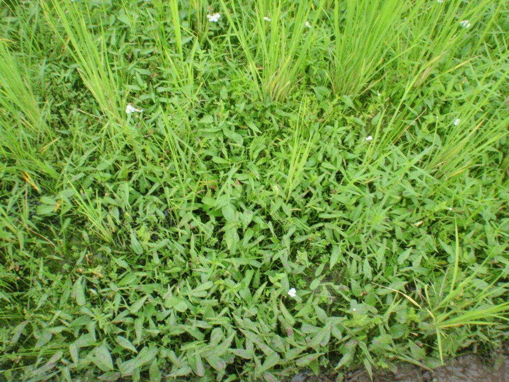 コナギが繁茂している様子