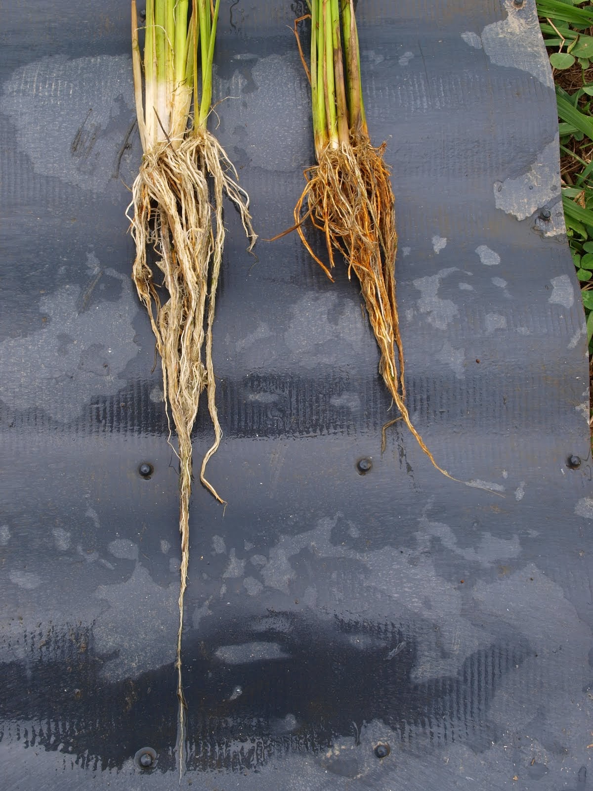 2026年の栽培記録と気象データ