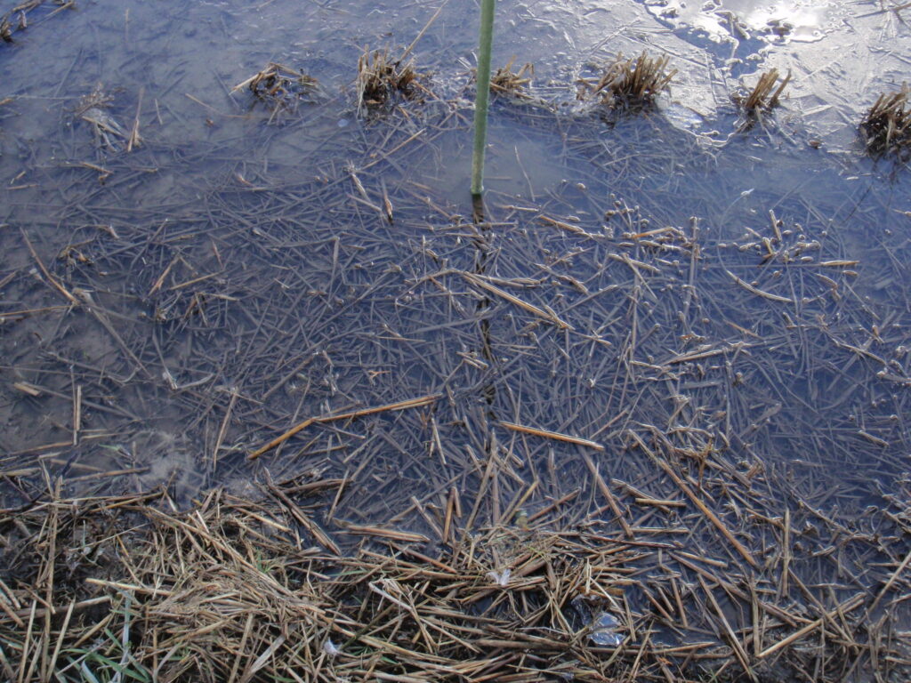【定点観察】冬期代掻き後の田面の様子
