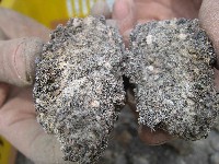 内部まで酵母菌が回り、白くなっている様子