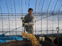 発酵肥料の材料を混ぜている小牧久幸