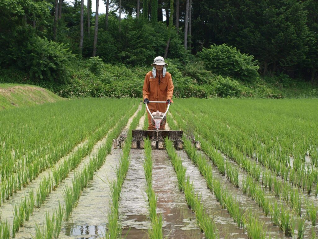 無農薬米の田んぼで機械除草を行う米農家中西の小牧久幸