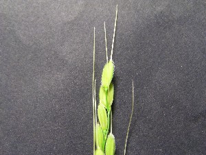 発酵肥料で育った生命力溢れるコシヒカリの籾の野毛