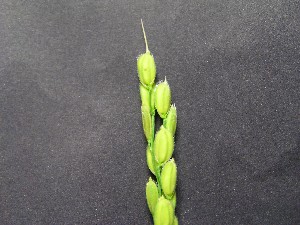 化成肥料で育ったコシヒカリの精米後の色は白色