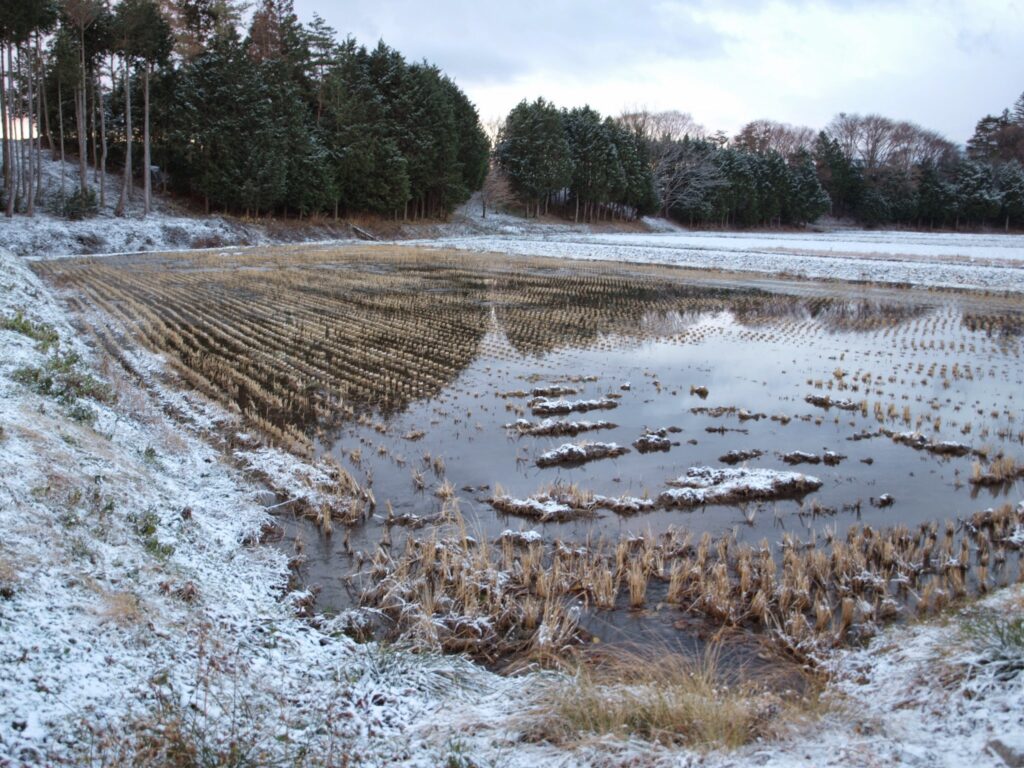 当農園の冬期湛水田