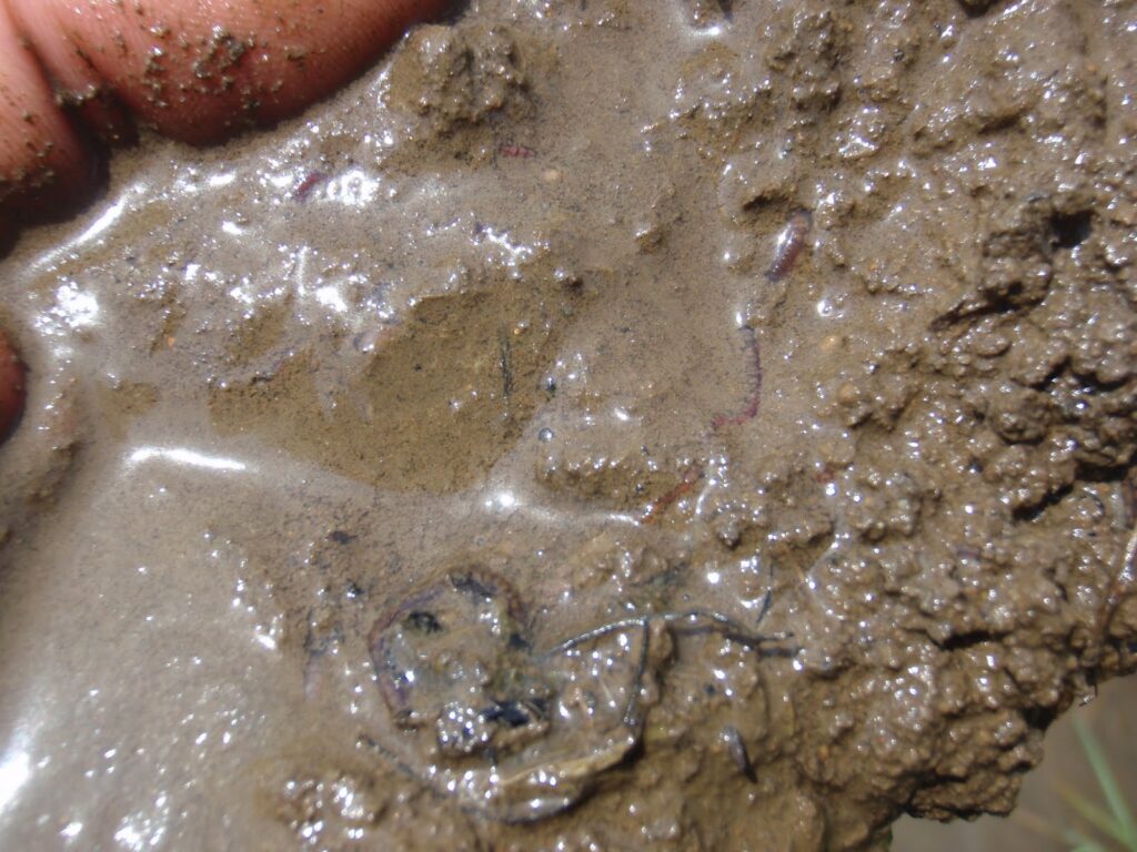 トロトロ層がミミズの糞で、形成されており、雑草の種の発芽を抑制します。