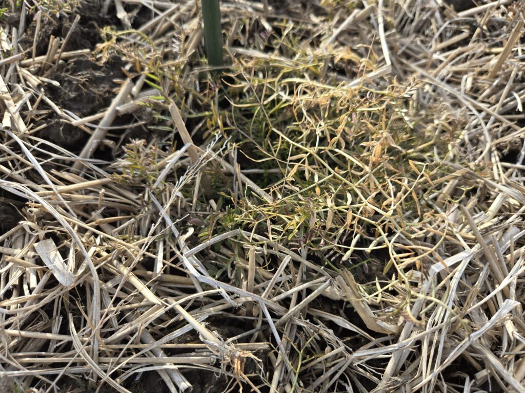 地上部が枯死したヘアリーベッチ