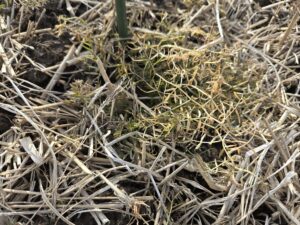 地上部が枯死したヘアリーベッチ