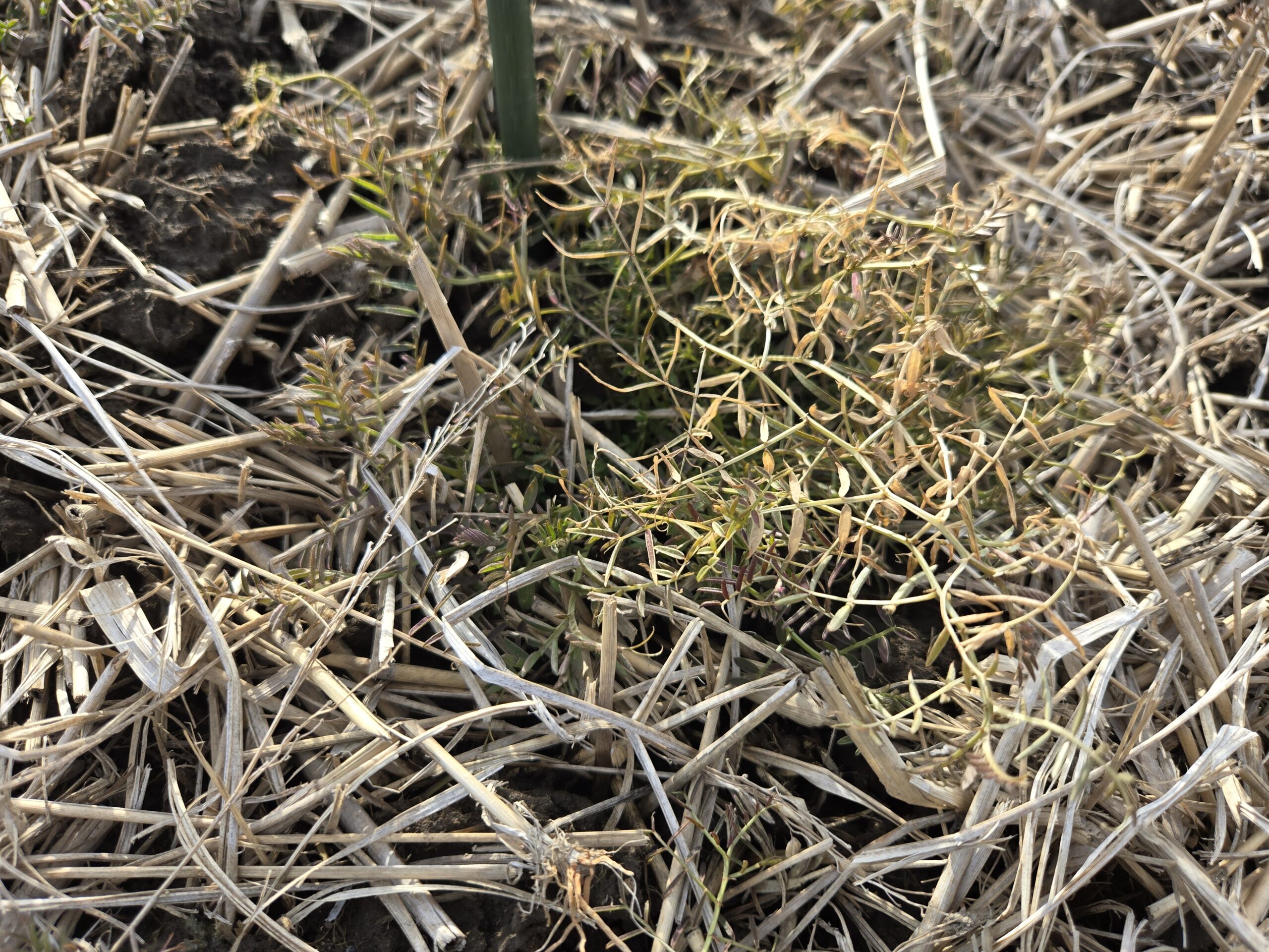 無農薬米づくりへの挑戦記④|ベージュ色に染まる田んぼ。ヘアリーベッチが選んだ「究極の冬越し」