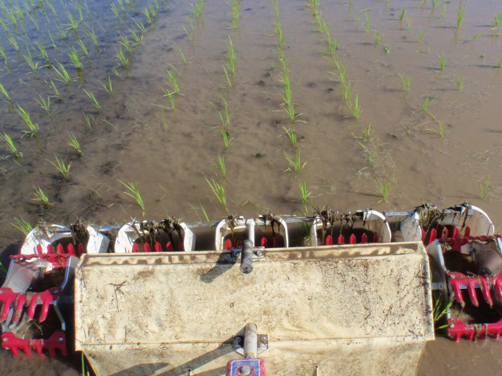 1回目の除草作業