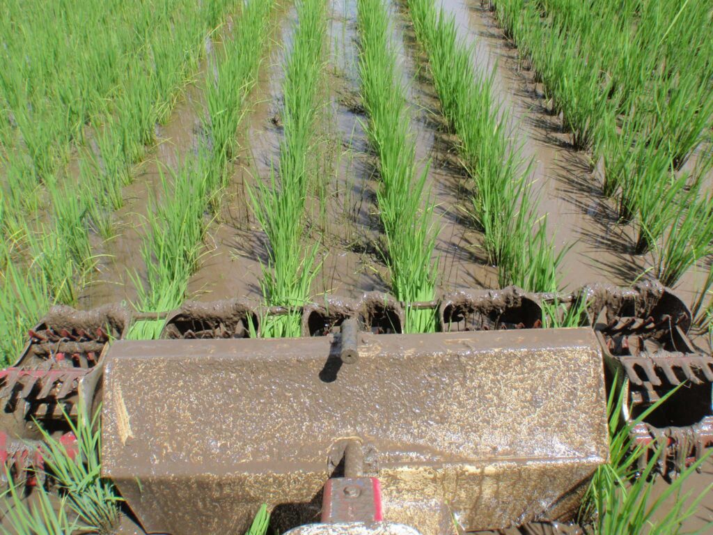 2回目の除草作業