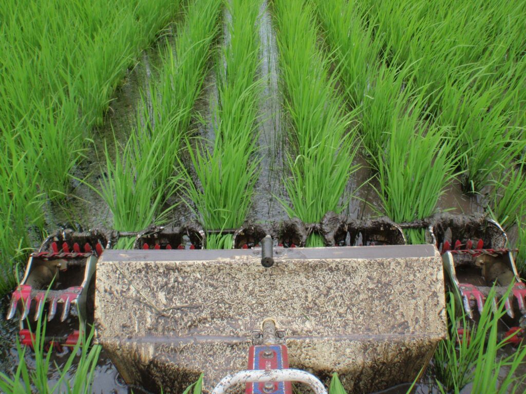 3回目の除草作業