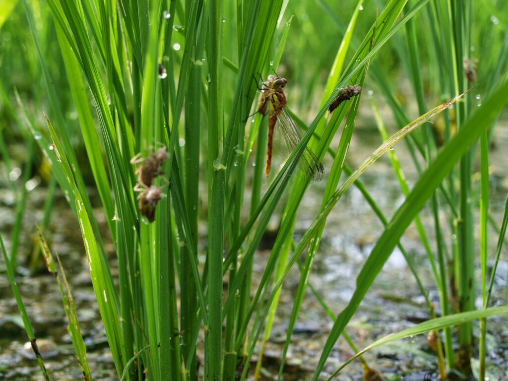 冬期湛水田では、さまざまな生き物が育ちます・